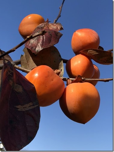 20171125_034036360_iOS