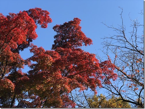 20171125_035540979_iOS