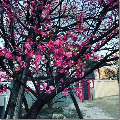 20180121_064617686_iOS