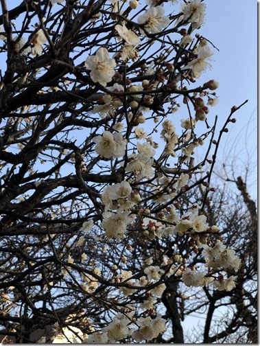 20180211_065335874_iOS