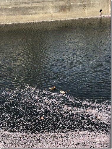 20180331_052531448_iOS