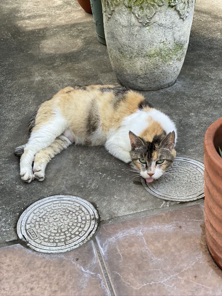 AE6280BC-B174-4C84-B161-0A4F792A0245_1_105_c