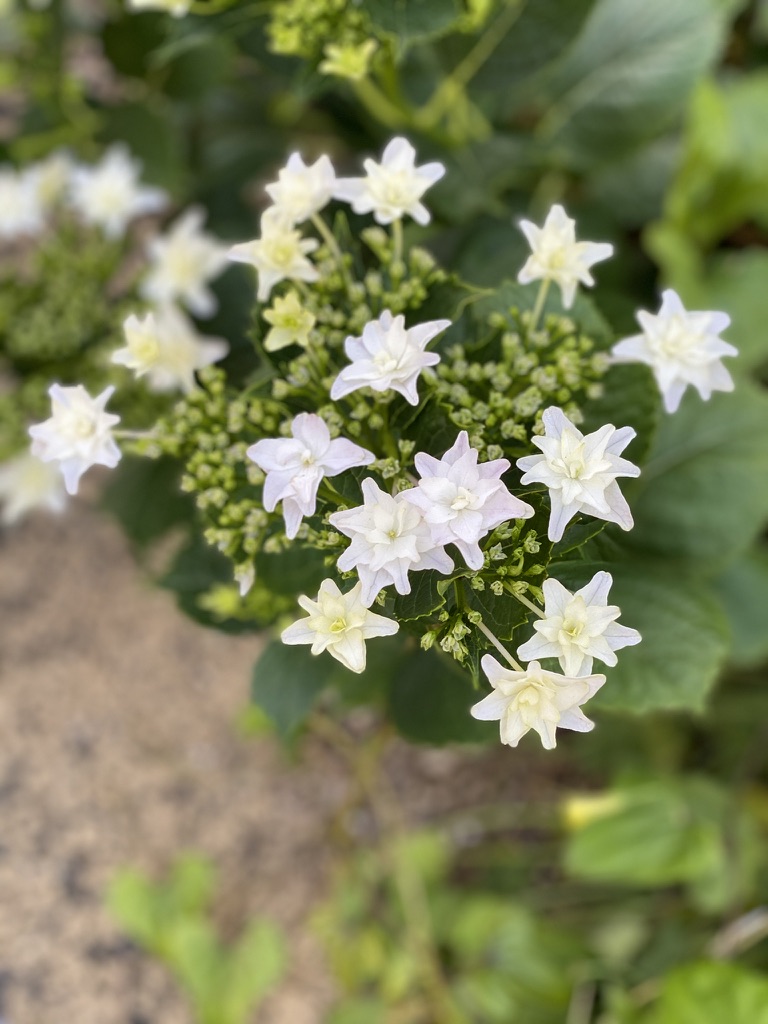 0989F512-4B67-4640-BD6E-76A0FAB6C446_1_105_c