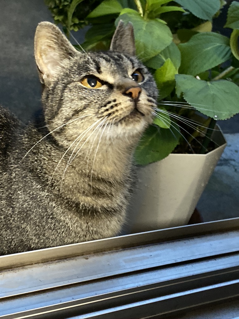 1B9EDBF6-052A-460C-91D6-2C8DC568F90C_1_105_c