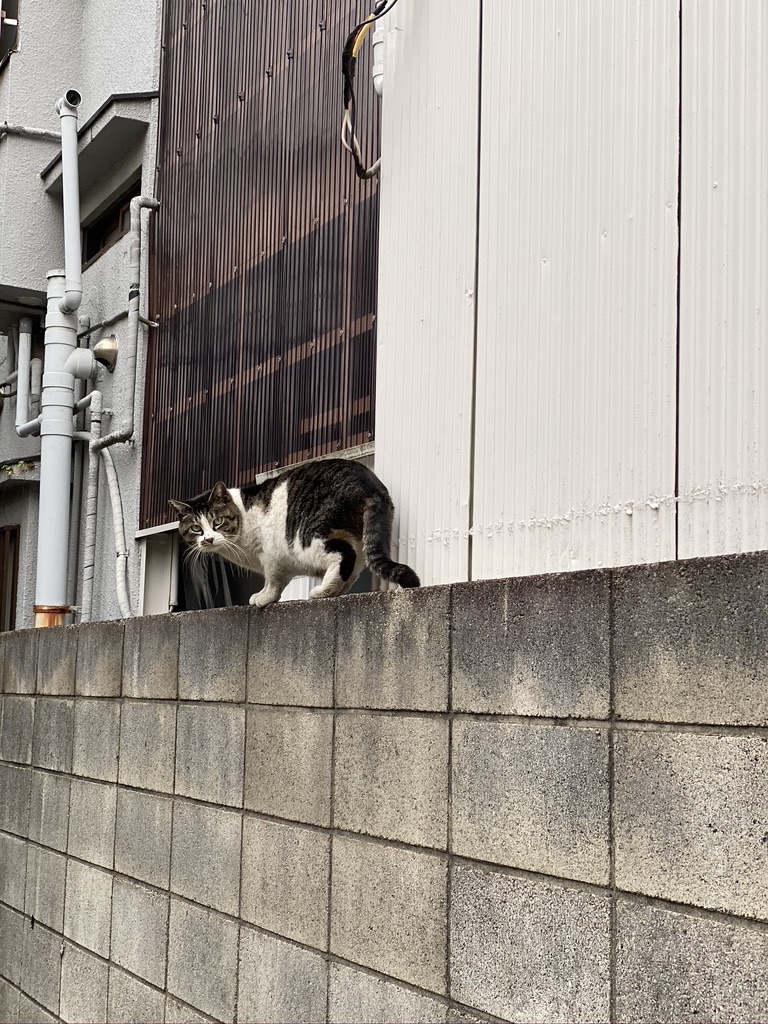 207055A0-BFC6-46D0-A73D-3FAE1BFC9441_1_105_c