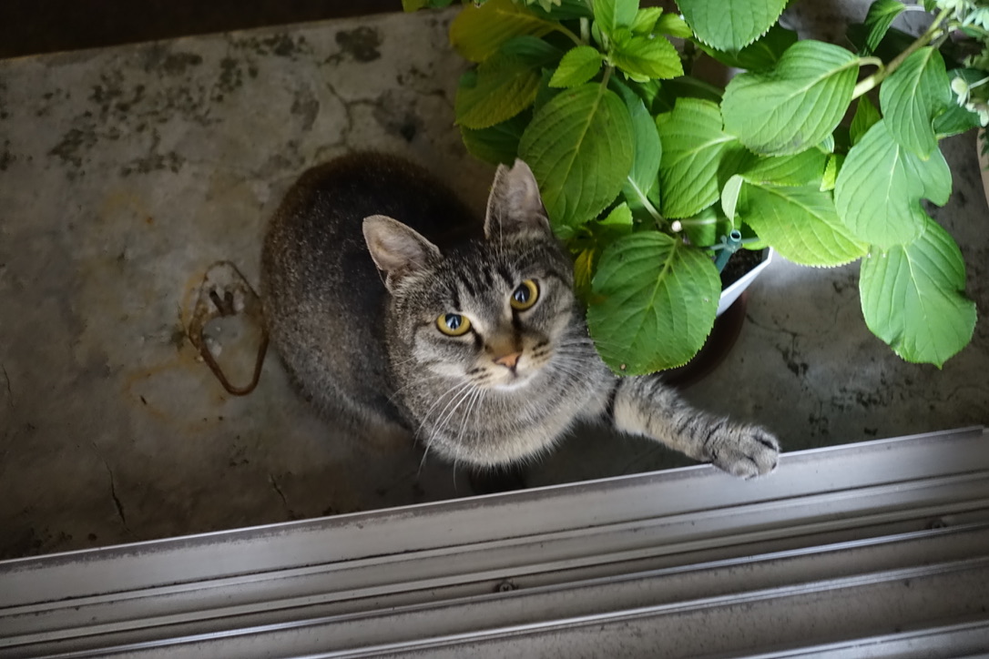 7C5B4C0D-2DE5-491A-8CC5-F0E6AFCF493C_1_105_c