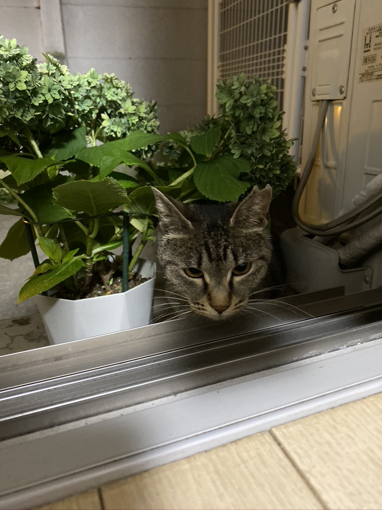 90511261-3D6A-4607-848F-1EDBAA42E28F_1_105_c