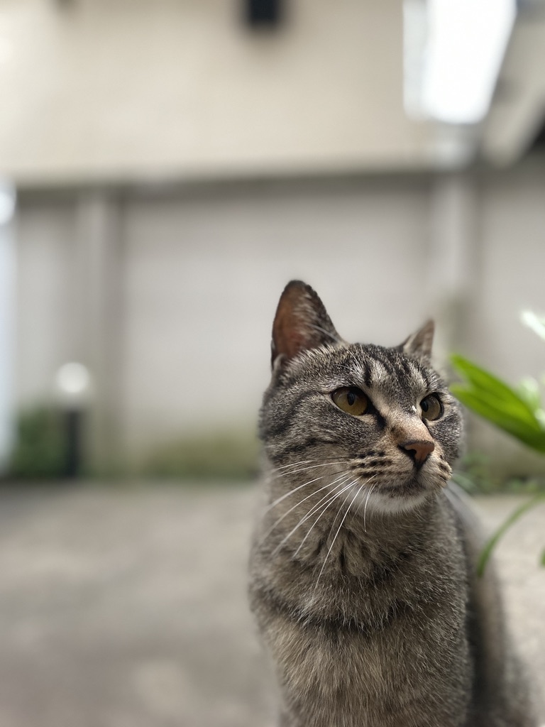 E6D6A6DB-E694-41D9-BB0D-1467049E22F1_1_105_c