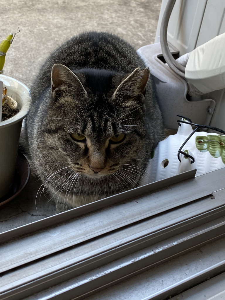 21093312-FDF3-48F2-8BBC-E5AF177D809B_1_105_c