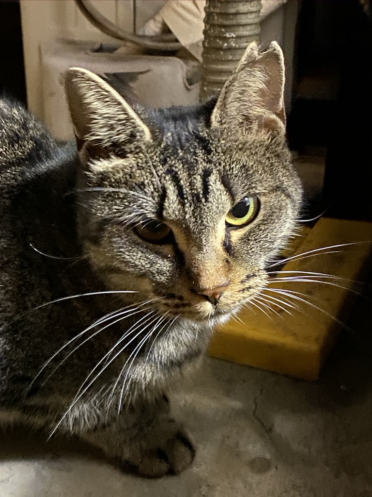 403267C1-A2EA-43A7-8D80-39F0C91B82D1_1_105_c