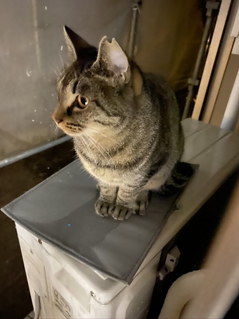 46320085-D826-4305-90CE-019F053D46EE_1_105_c